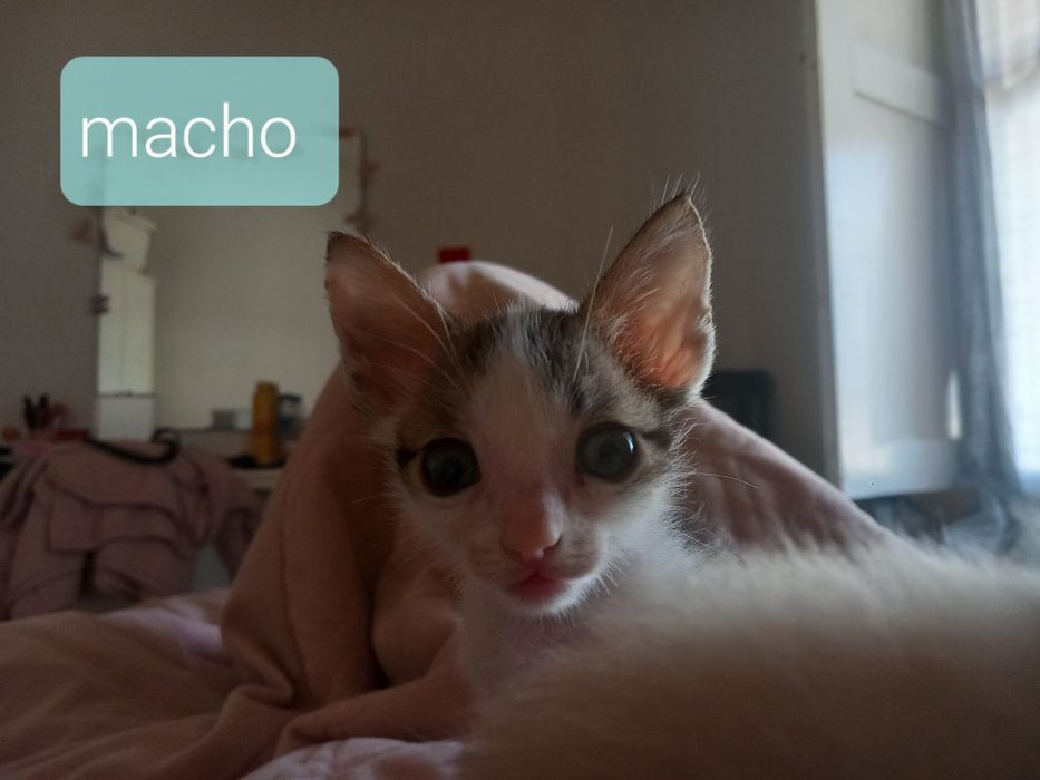 DOA-SE filhotes de gatos.