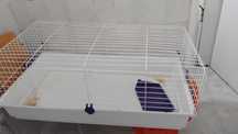 Vendo gaiola coelho anao de estimacao usada 95×55 por 30 euros  95×55