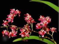 Storczyk Oncidium Twinkle "Red fantasy" czerwony żywy