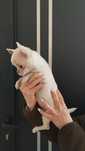 Chihuahua miniatura