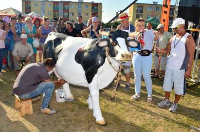 Sztuczna krowa do dojenia -HIT! #zawody#impreza#festyny#pikniki#zabawa