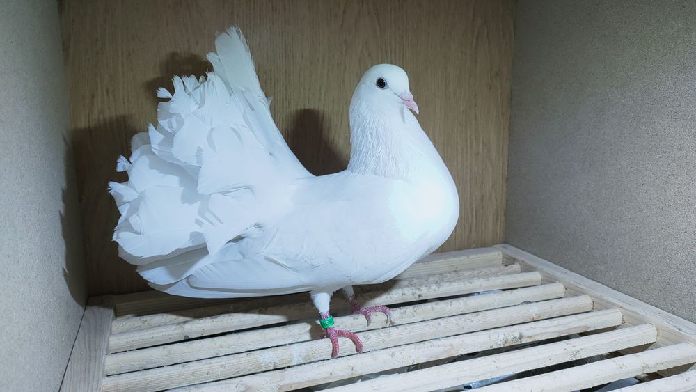 Gołębie młode pawiki