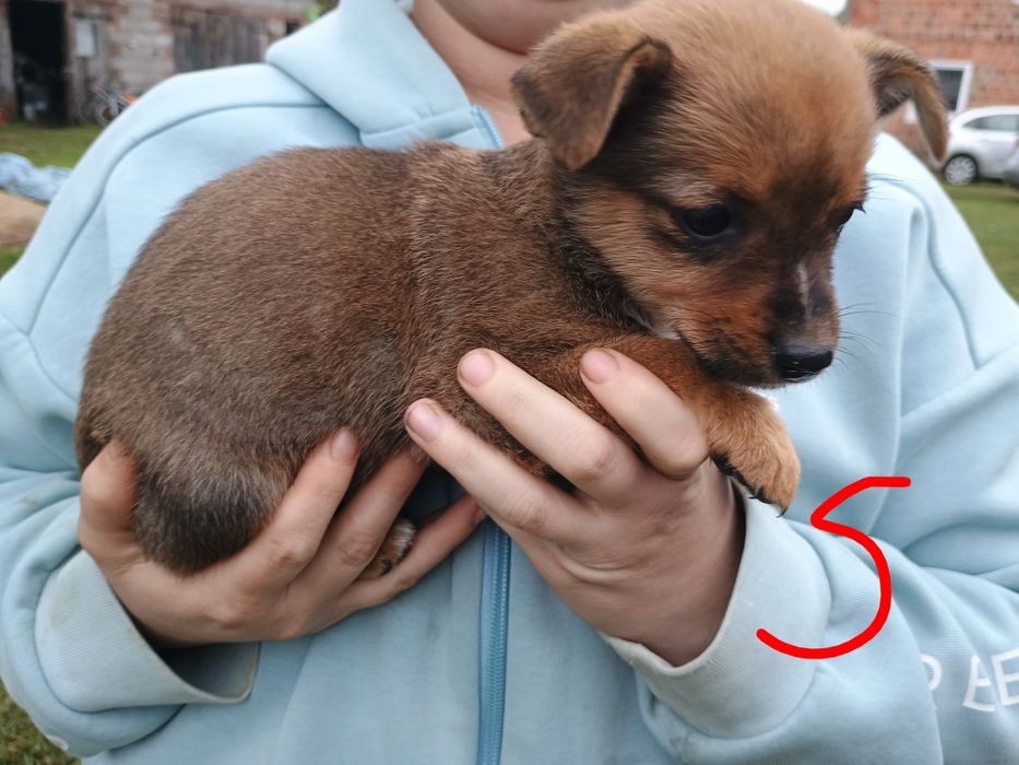 Oddam suczkę za darmo