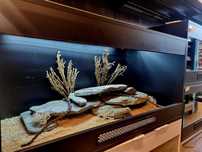 Terrarium 120x60x60 dla agamy brodatej
