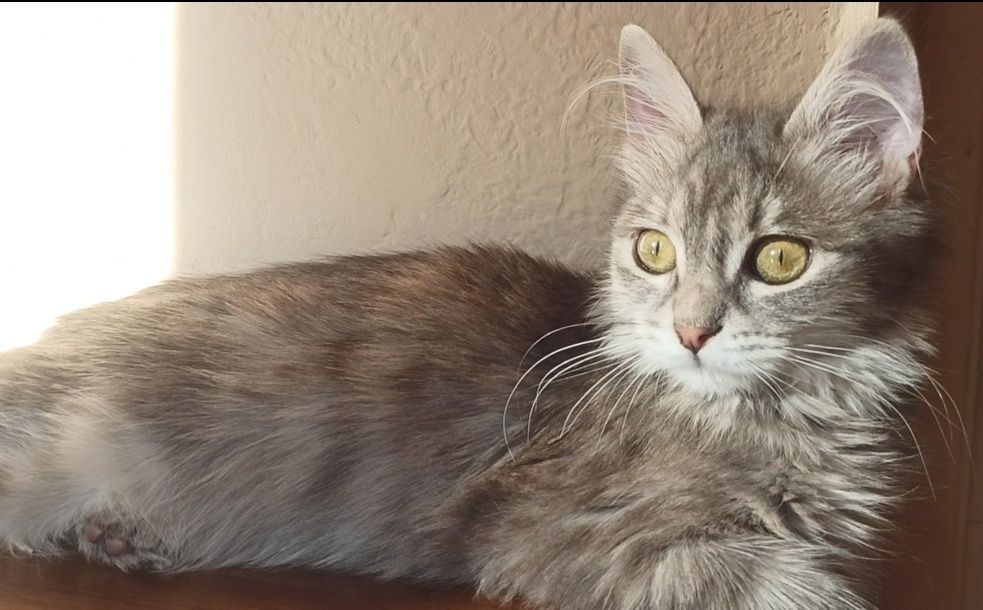 Сибирская кошечка