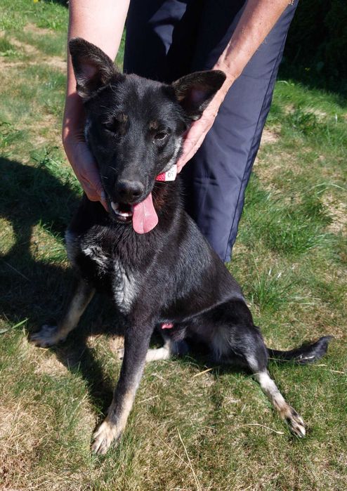 Przyjazny młody Miłek szuka domku