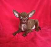 Piesek Chihuahua Czekoladowy