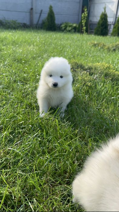 Білі пухнастики Самоїди