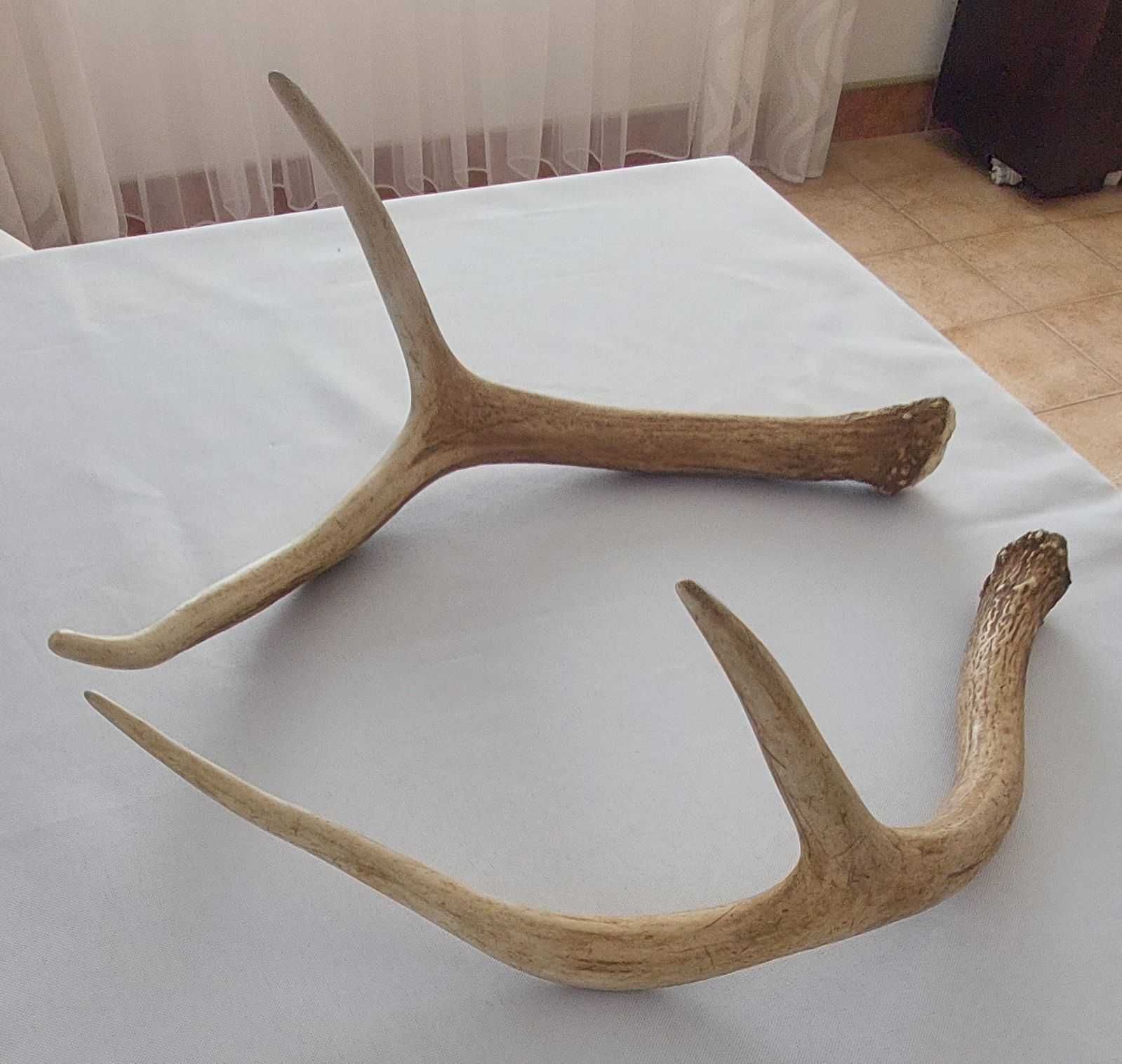 Poroże jelenia zrzuty