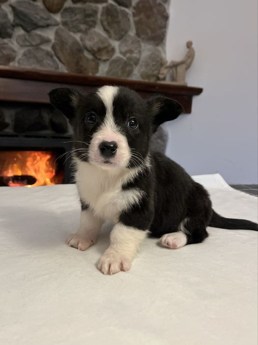 Welsh Corgi Cardigan - piesek