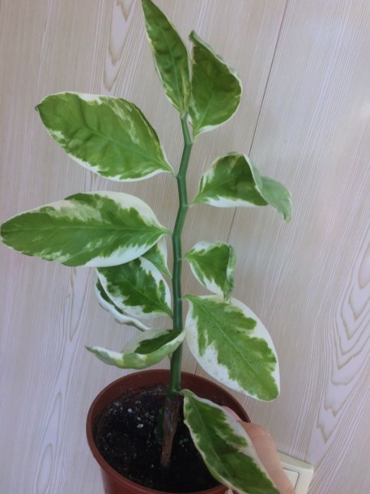 Цветы комнатные укорененные отростки: красула,молочай,педилантус