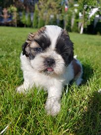 Piesek shih tzu