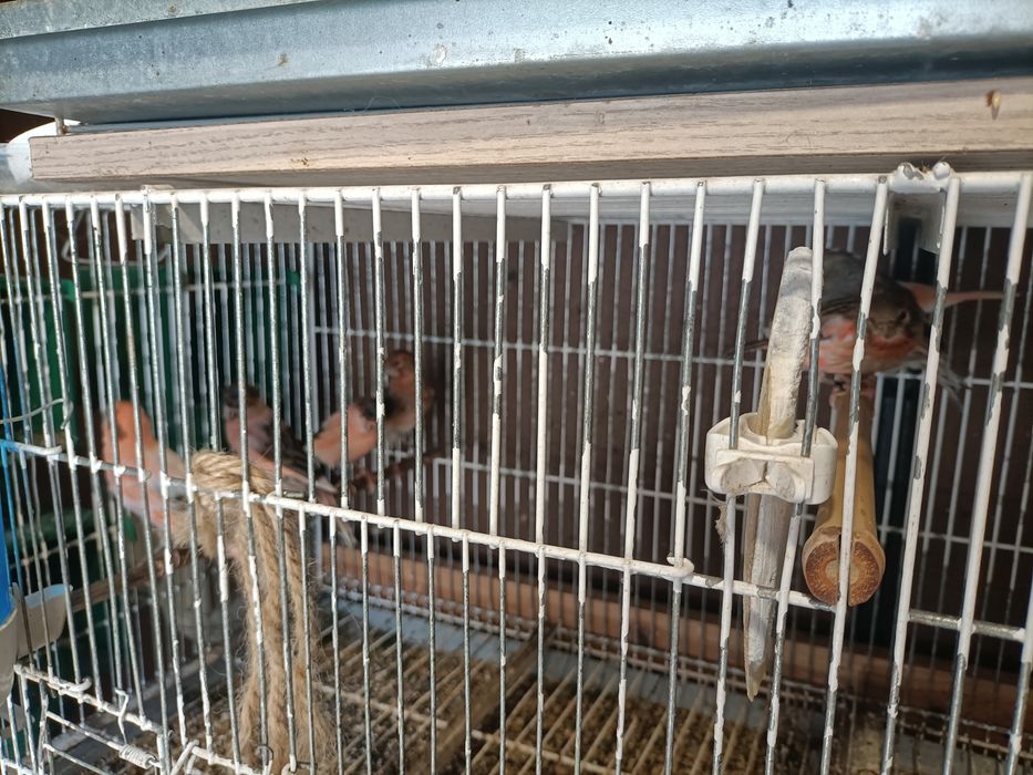 Canários várias raças