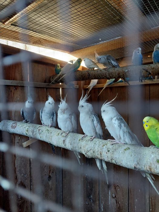 Papugi faliste nimfy zeberki gołąbki diamentowe