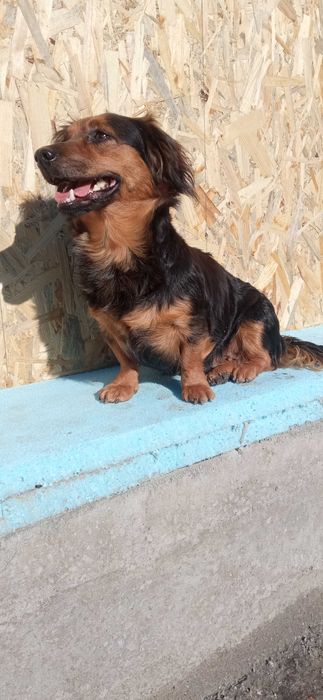 Дівчинка, стерильна, 6 кг