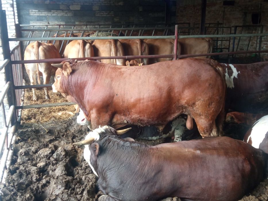 Byk hodowlany limousine 100% po inseminacji