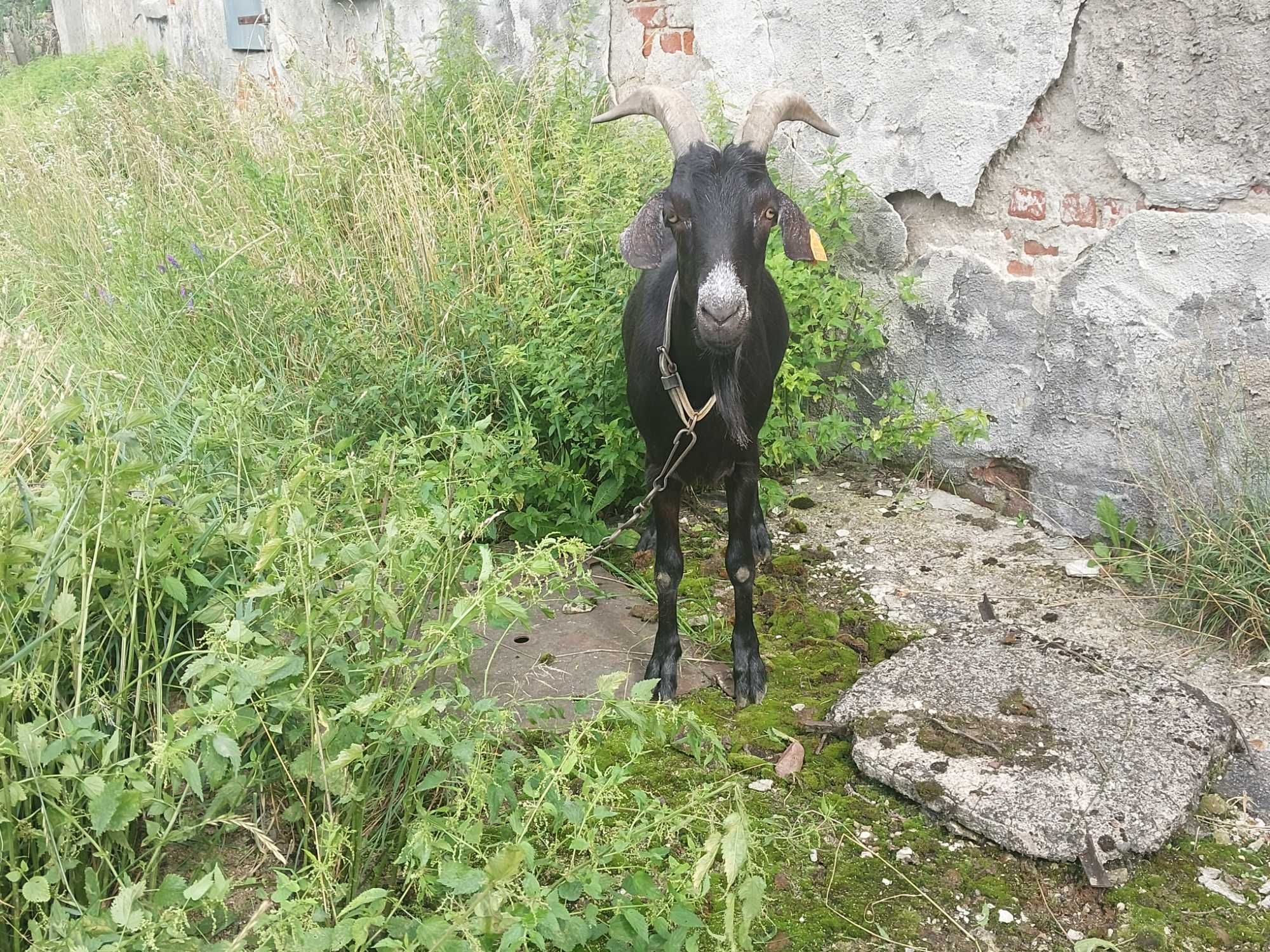 koza krzyżówka ras kóz