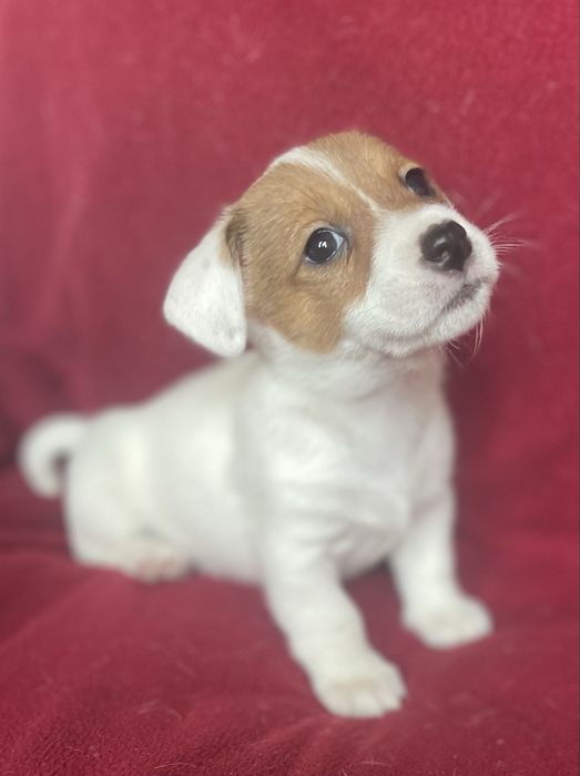 Цуценя Джек Рассел терʼєр. Хлопчик