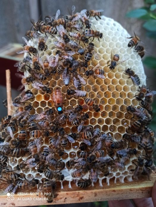 1+1=3 матки Бакфаст ШЗ не перевірені