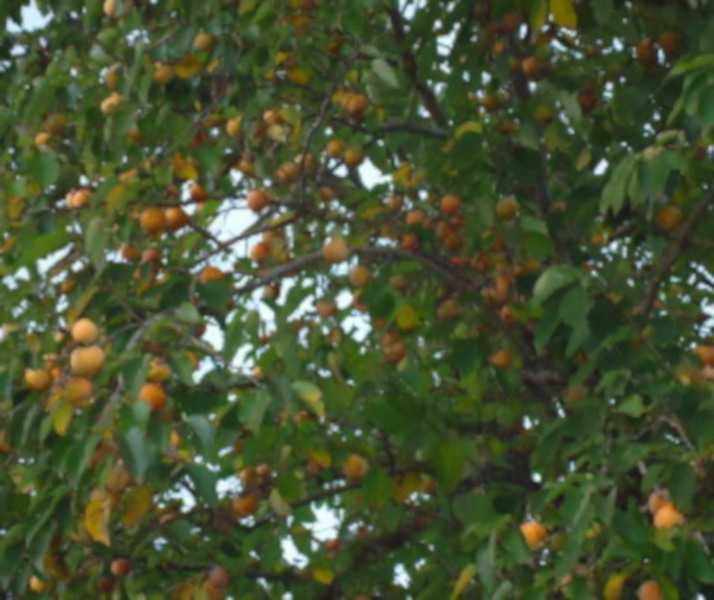 HURMA AMERYKAŃSKA KAKI Diospyros - sadzonki w don. UNIKAT