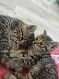 kotki do adopcji