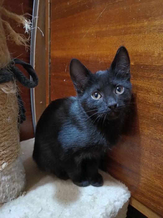 Маленькая черная котёнок девочка ищет дом! Котята в хорошие руки!