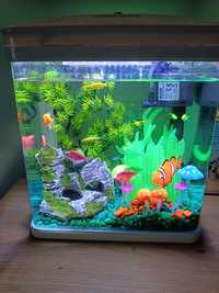 Małe akwarium nobleza z rybkami i glonojad panoramiczne