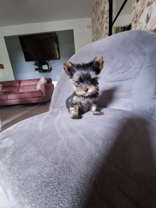 York yorkshire terrier piesek mini