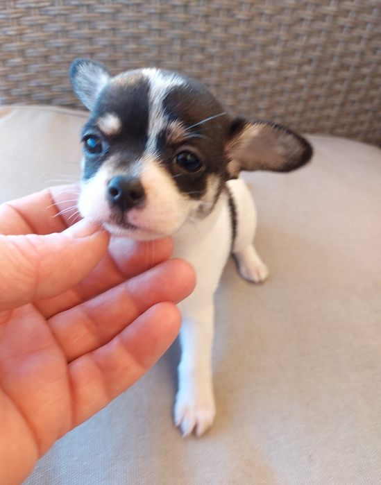 Espetacular Chihuahua Machinho