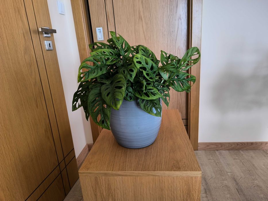 Costela-de-Adão Mini – com Folhagem Densa e Exuberante