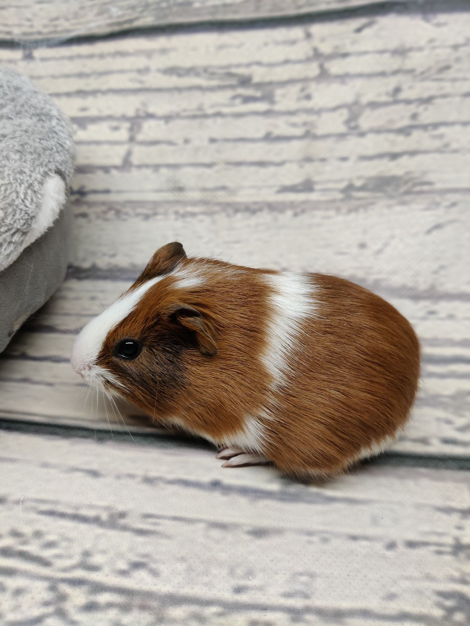Świnki morskie młode sklep zoologiczny Julianowska 7 b Łódź