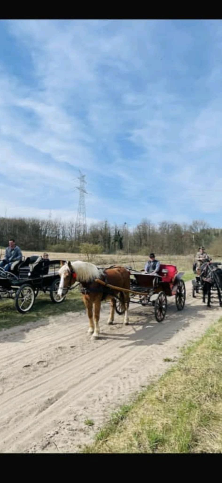Sprzedam wspaniałą klacz zimnokrwista
