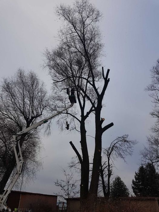 Wycinka Drzew Pielęgnacja Ogrodów