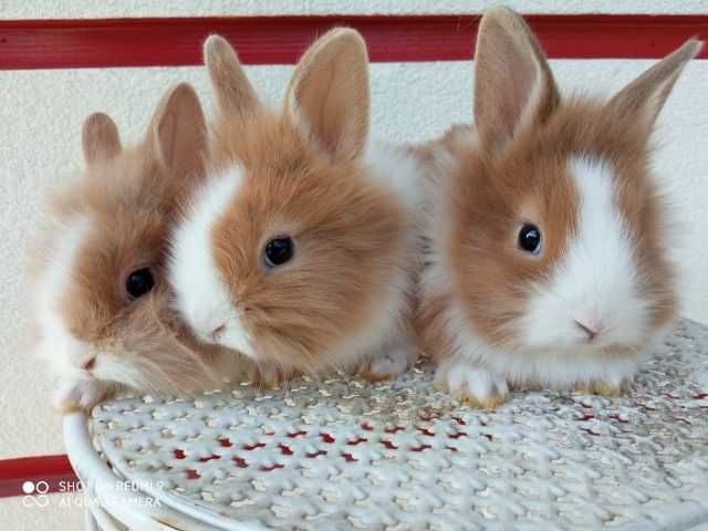 królik miniaturka króliki miniaturki karzełki puchate