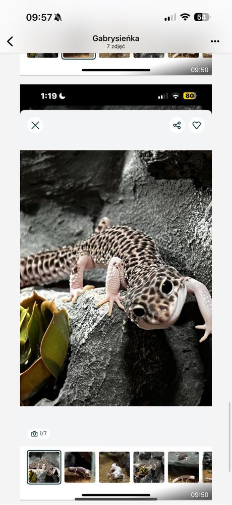 Wyjątkowe terrarium z szafką i gekonami
