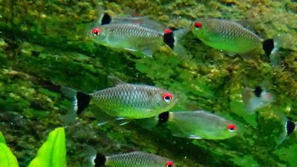 Tetra Santa Filomena