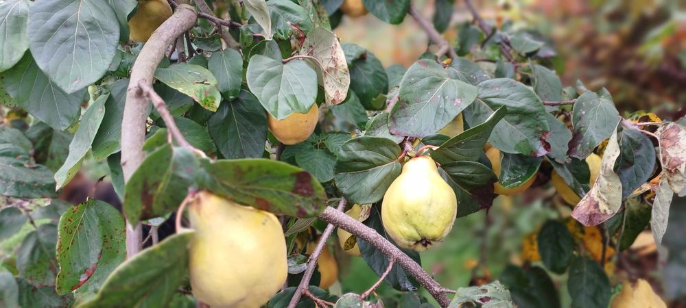 Pigwa ekologiczna, jabłkowa i olbrzymia, bez chemii
