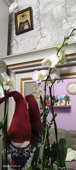 Продам орхідею!!!