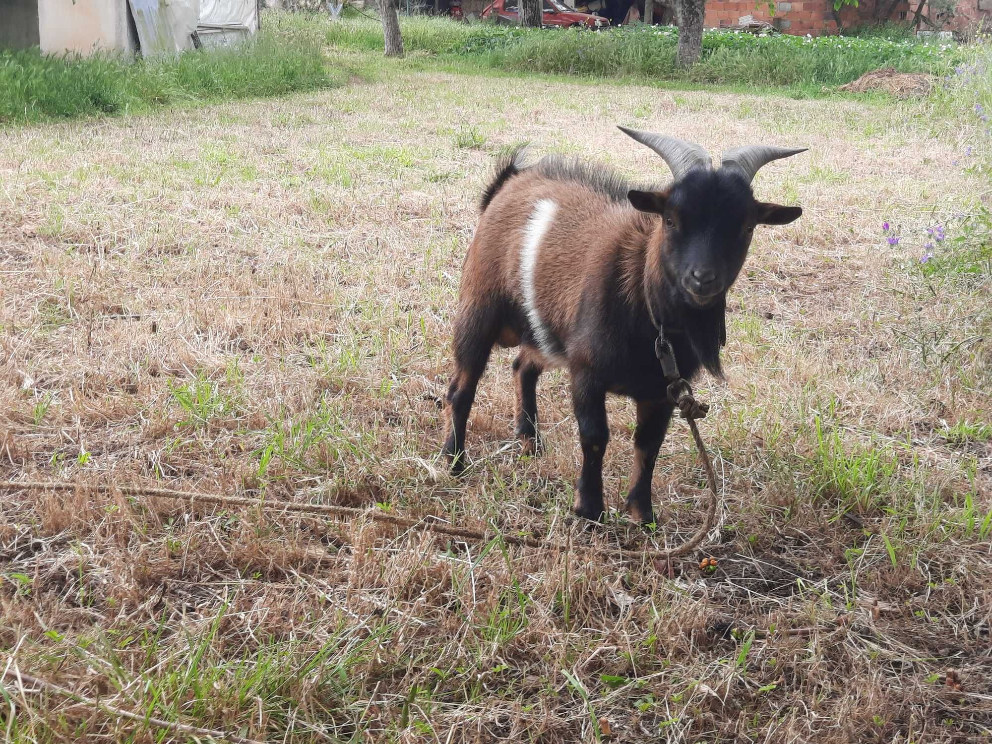 Xibo anão para venda