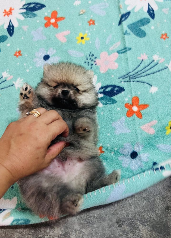 Lindo spitz alemao anao