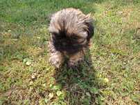Shih-tzu mini chłopiec