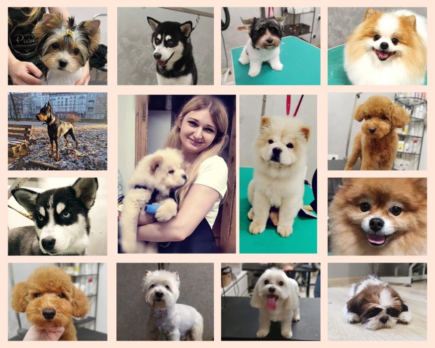 Kurs strzyżenia psów, Kurs Grooming, psi fryzjer Bytom