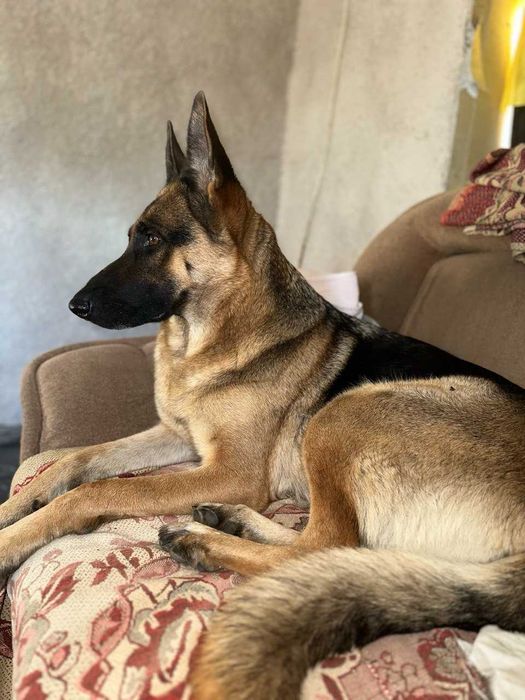 Шукаємо кобеля для вязки (овчарка гладкошерста)