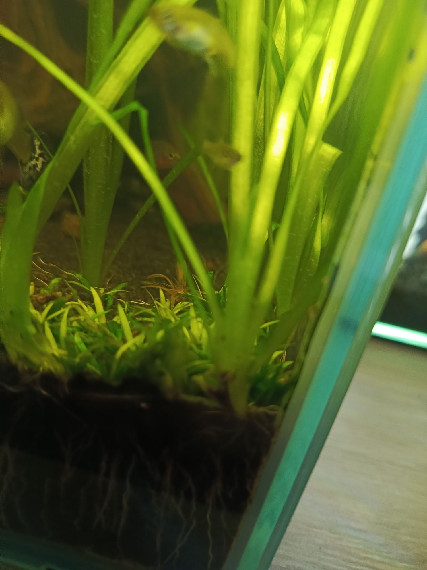 Nurzaniec - roślina do akwarium