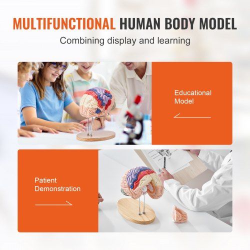 Modelo  do cérebro humano, ensino de anatomia, modelo cerebral
