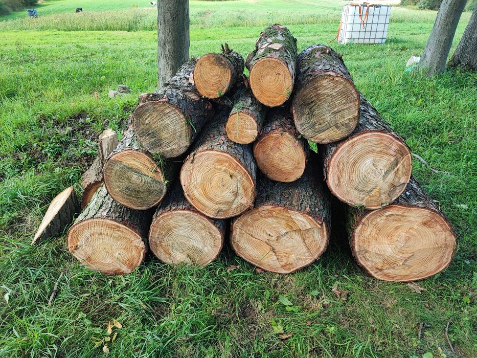 Modrzew opał metrówka