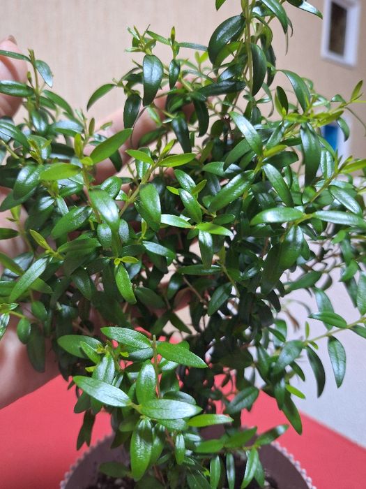 Продам Мирт, підліток, доглянута домашня рослина