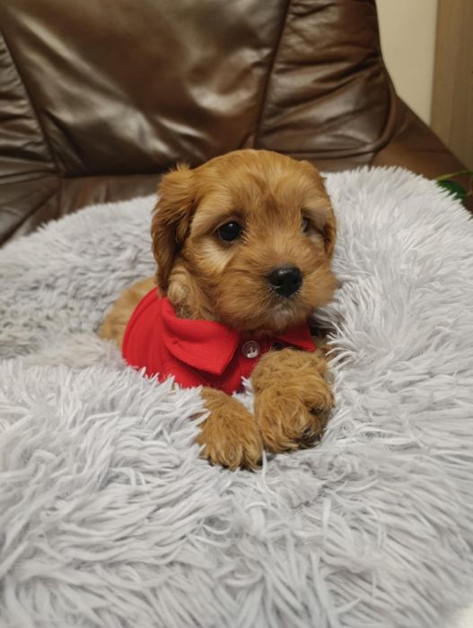 ***Piesek cavapoo ***