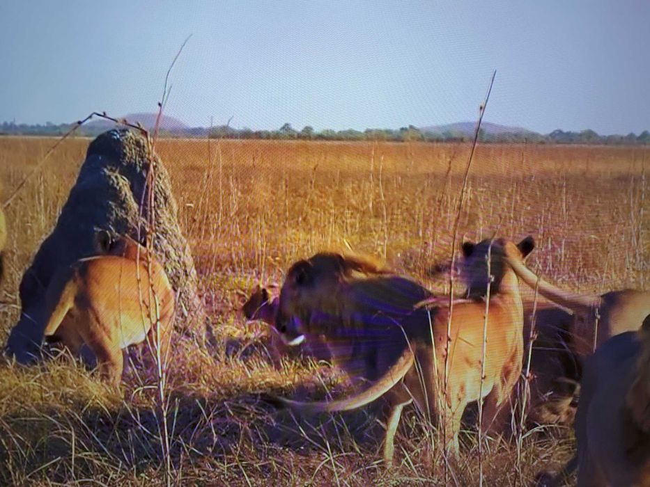 Telewizor Philips 50PUS8804/12 - 50" - 4K - Android TV