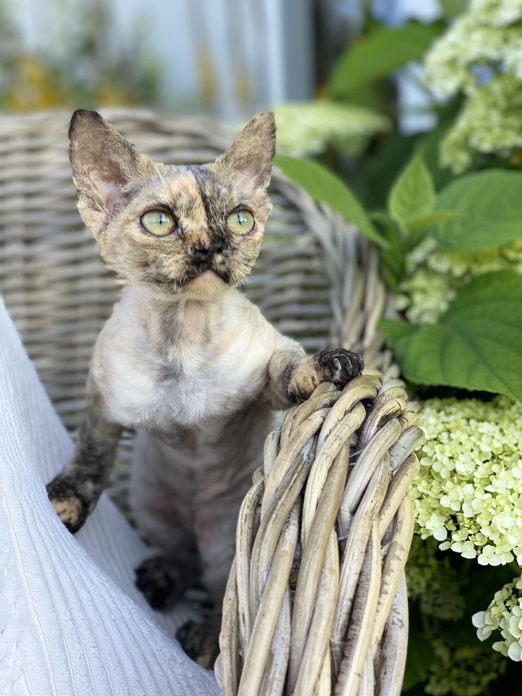 Harmony Calvados*PL  Kochana dziewczynka Devon Rex - zapytaj o filmiki